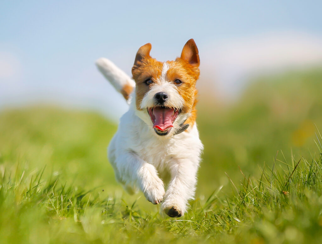 Jack Russel Terrier Hund rennt