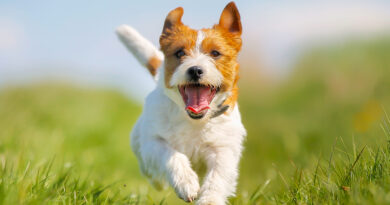 Jack Russel Terrier Hund rennt