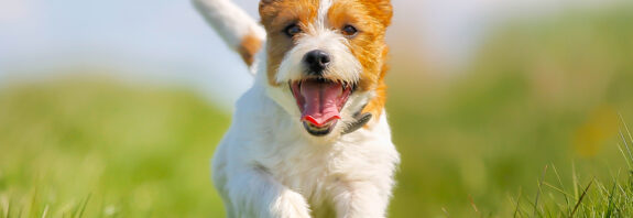 Jack Russel Terrier Hund rennt