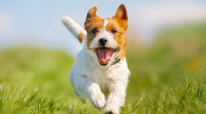 Jack Russel Terrier Hund rennt