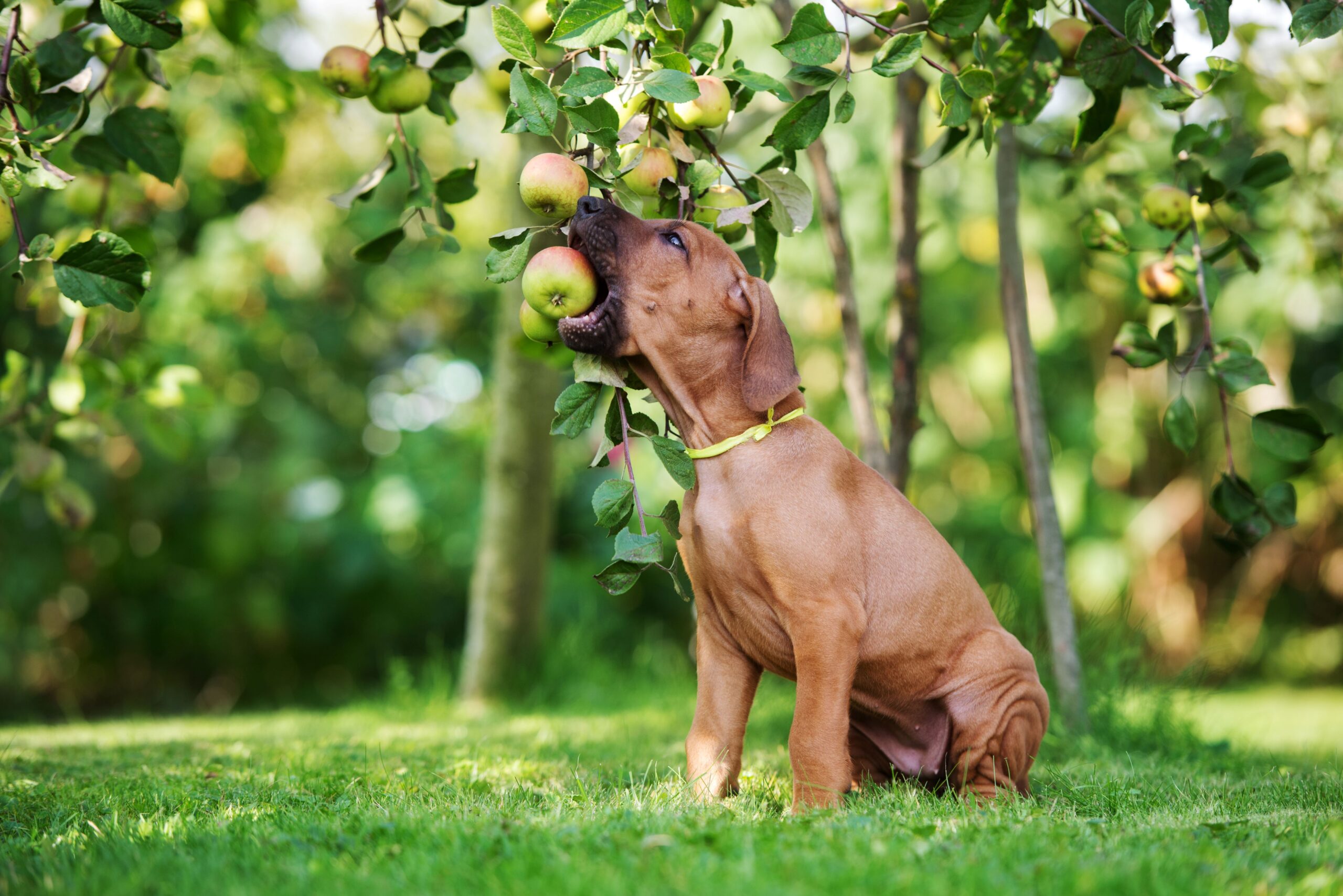 Ein Hund frisst einen Apfel von einem Baum.